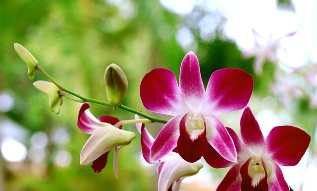 Jak podlewać storczyki? Jak podlewać storczyki?