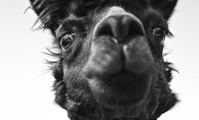 Czego nie lubi wątroba i trzustka? Czego nie lubi wątroba i trzustka?