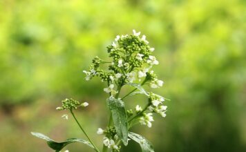Co zrobić żeby chrzan rósł w korzeń?