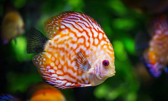 Co ile podawać bakterie do akwarium?