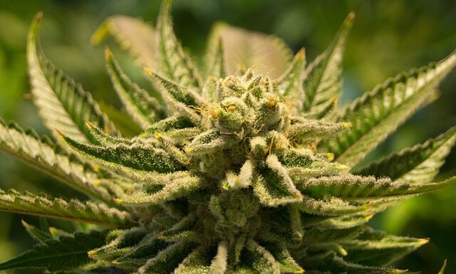 Jak zalegalizować butle CO2? Jak zalegalizować butle CO2?