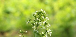 Jak wygląda dziki chrzan? Jak wygląda dziki chrzan?