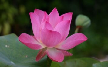 Jak się mówi po angielsku tort?