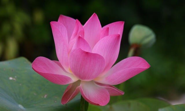 Jak się mówi po angielsku tort? Jak się mówi po angielsku tort?