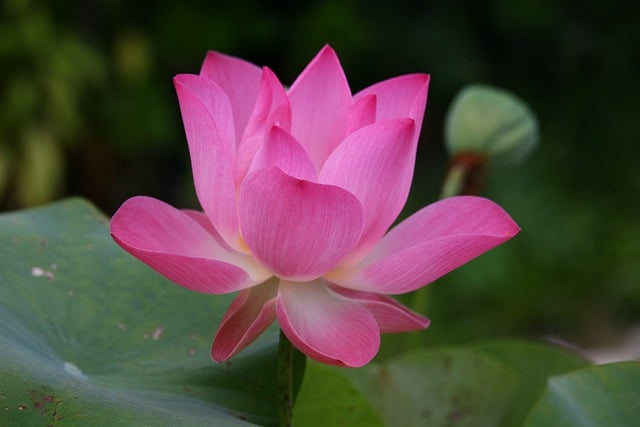 Jak się mówi po angielsku tort? Jak się mówi po angielsku tort?