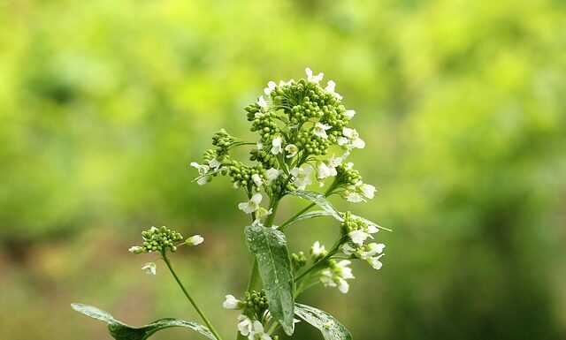 Jak długo może leżeć chrzan? Jak długo może leżeć chrzan?