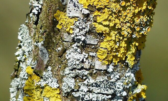 Jak pozbyć się zielenic z akwarium? Jak pozbyć się zielenic z akwarium?