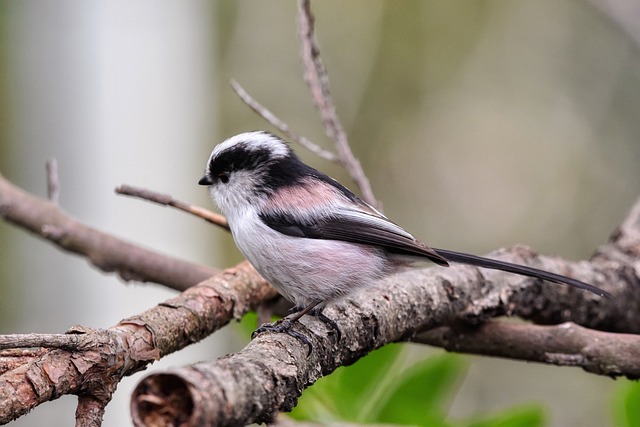 Czy mizu Mate to energetyk? Czy mizu Mate to energetyk?