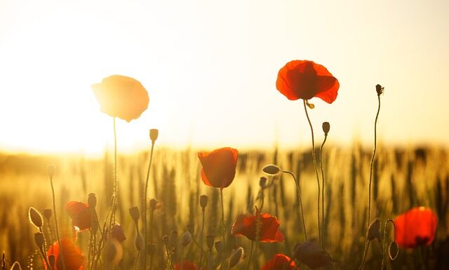 Z jakiej mąki robi się kruche ciasto? Z jakiej mąki robi się kruche ciasto?