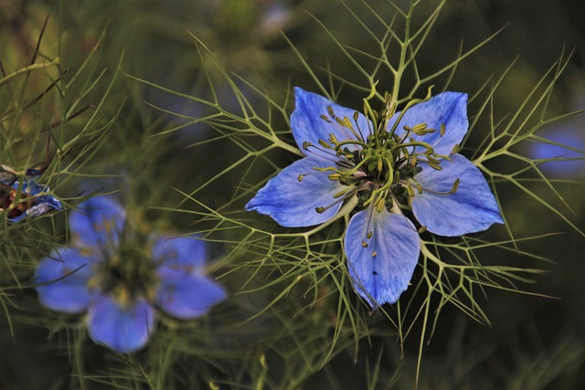 Czy wylewać pierwsze parzenie zielonej herbaty? Czy wylewać pierwsze parzenie zielonej herbaty?